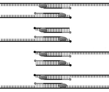 PRC Polimeráz láncreakció polymerase