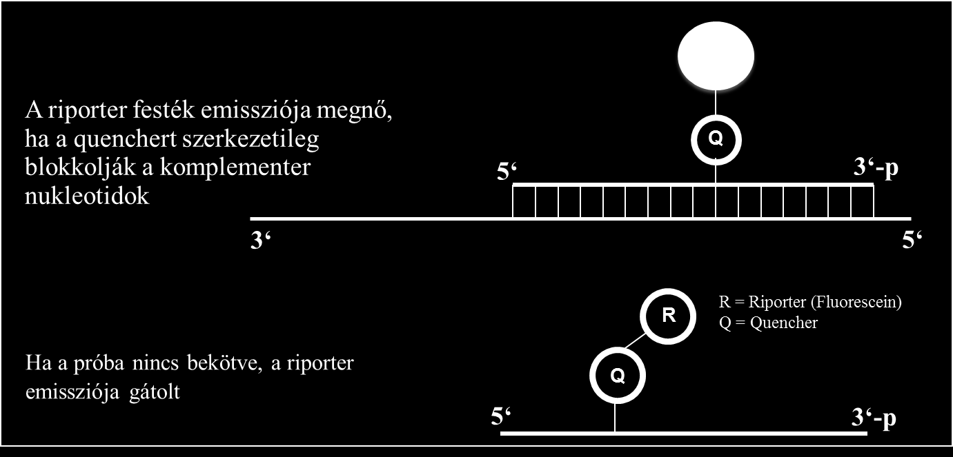 olvadó próbák és olvadáspont értékeik [ C] simp1 up1 65,4 67,2 simp2 up2 58,4 60,8 61,4 63,9 simp3 up3 61,5 63,3 26. ábra. Az egyszínű simple próba olvadási pontok.