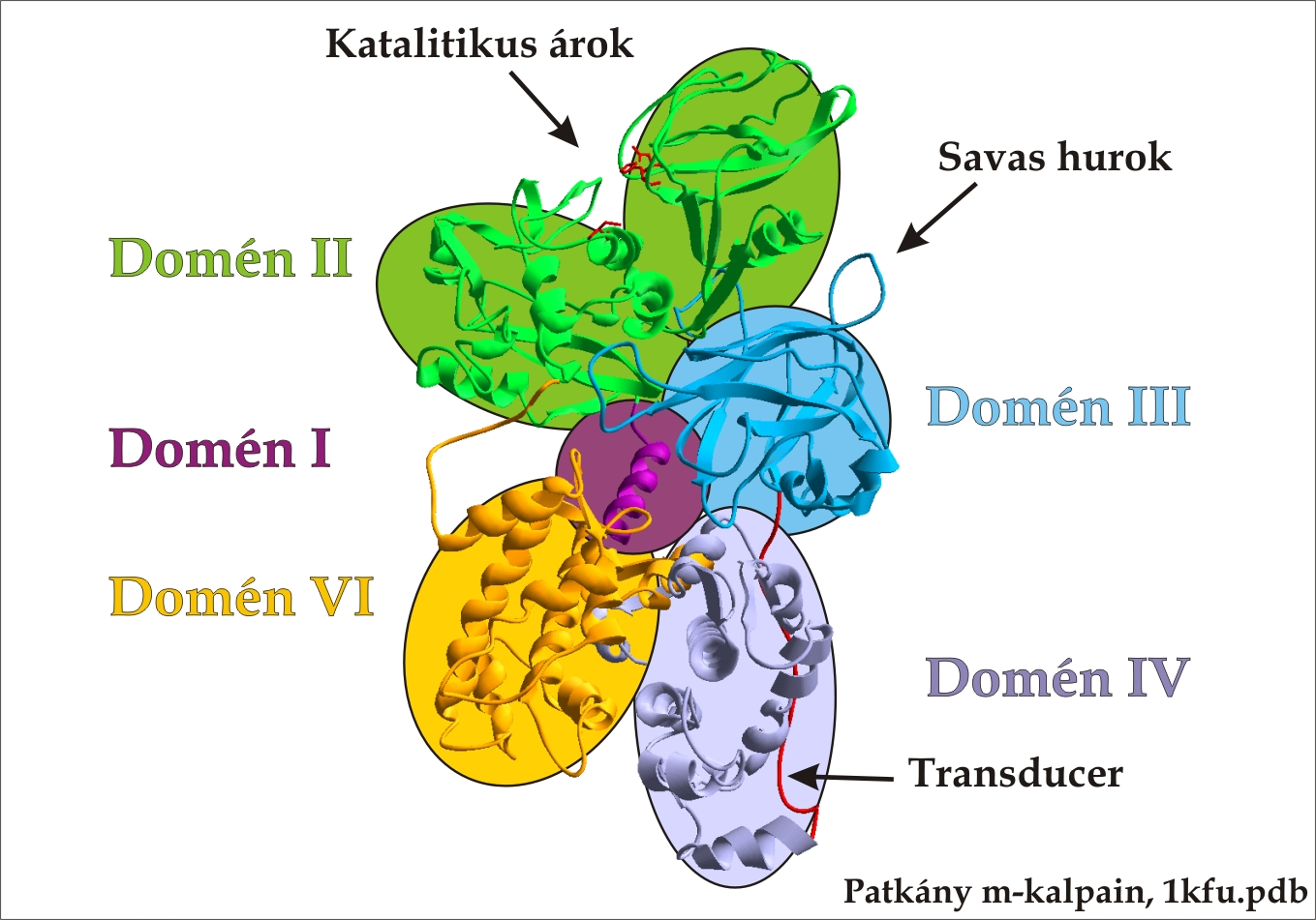 10. oldal 1. ábra: A teljes hosszú kalpain röntgenszerkezete. Pirossal a katalitikus centrum és az ún. transducer szakasz. II.2.1. A nagy alegység A katalitikus aktivitásért felelős aminosavak (Cys, His, Gln) a négy doménből felépülő nagy alegységben találhatóak, ami mind az m-, mind a µ-kalpain esetében 80 kda méretű.