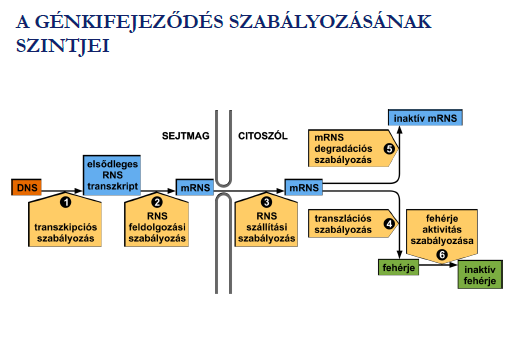 Miért van szükség proteomikára?