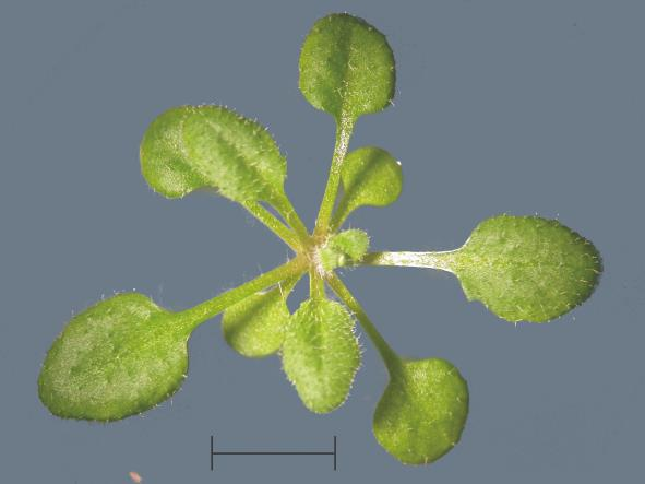 A modellnövény Arabidopsis thaliana a növénybiológia egere kis méret (5-10 cm átmérőjű rozetta, 20-25 cm magas) rövid generációs idő (6-8 hét alatt magok foghatóak) önporzó, de idegentermékenyülő is