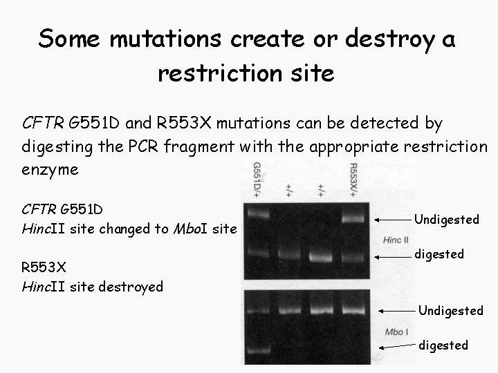 Mutációk vizsgálata 3. ASO (Allele Specific Oligonucleotide Probe) + Gélelektroforézis (DNS) Allélpecifikus oligonukleotid próbával PCR. Csak ott lesz termék, ahol hibridizál a primer.