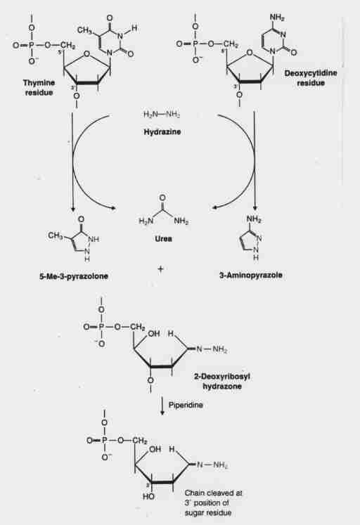 2. Maxam-Gilbert módszer (részleges kémiai degradáció) 1977.