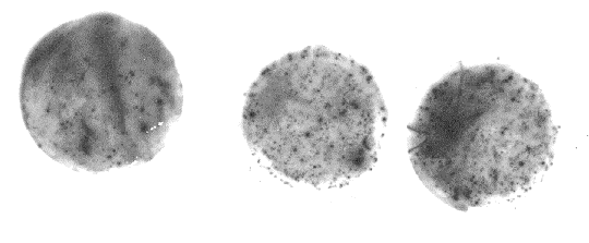 M17. ábra 2004. 04. 19-i szűrőminták autoradiográfiás felvételei, Fortepan 100-as filmmel, 1780 perces exponálással (A jobb és a középső, felső szűrőről az A HP ill.