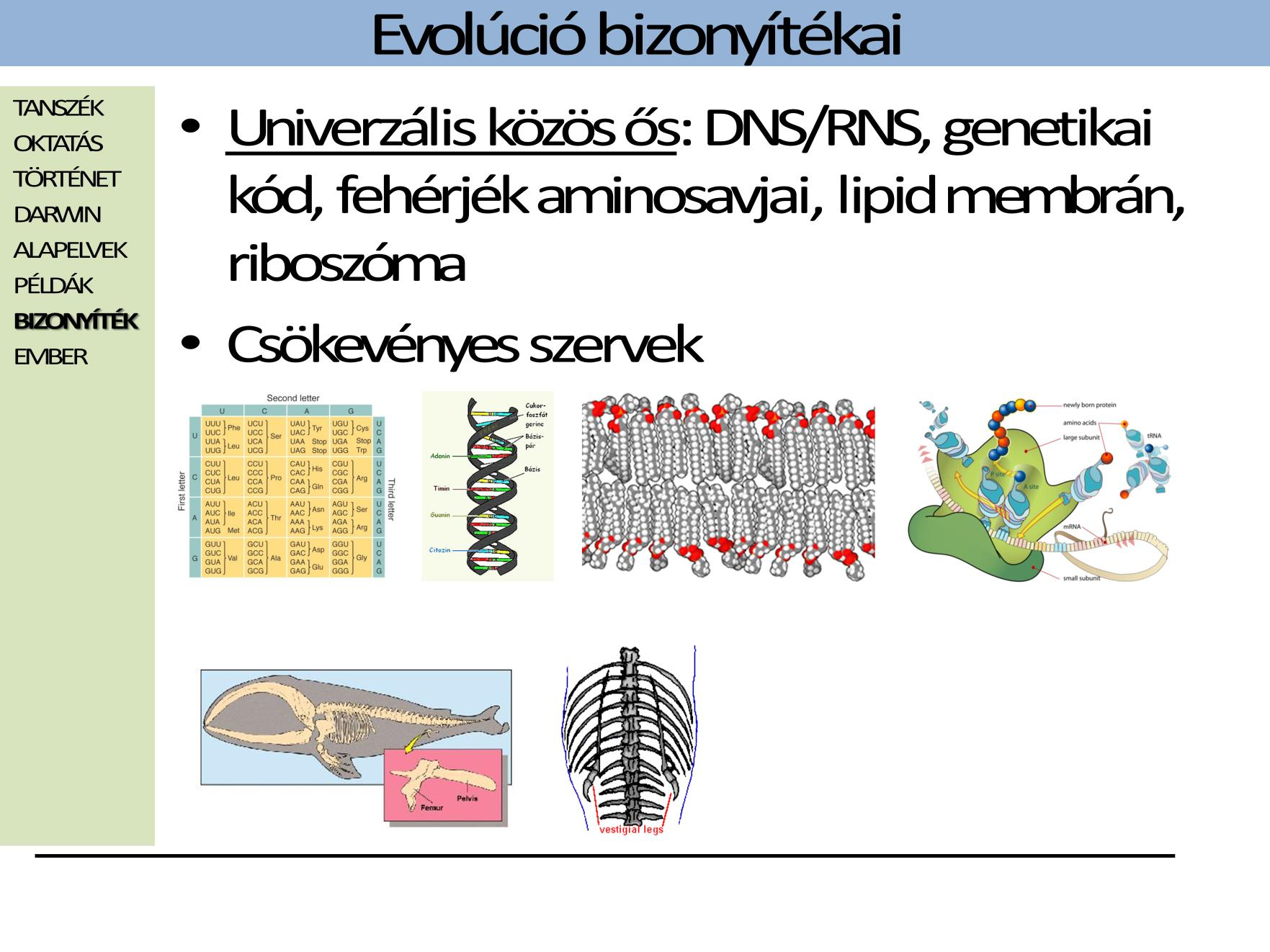 Csökevényes szervek például egyes bálnák vagy az anakonda hátsó végtagjainak maradványai pár,