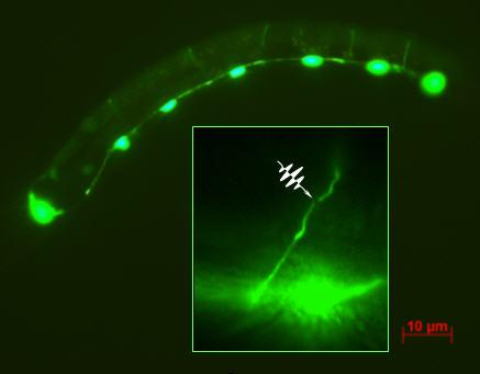 Élőlények fluoreszcencia mikroszkópos tanulmányozása, nanosebészet