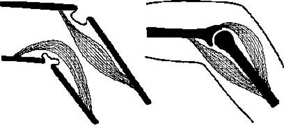 Ph.: Ízeltlábúak (Arthropoda) szelvényezett test (heteronom( heteronom) kitines kutikula ízelt láb hátlemez oldallemez haslemez feszítő