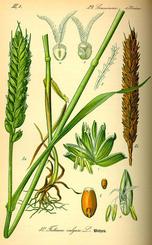 Poaceae (Gramineae) pázsitfűfélék 80-160 cm magas bojtos gyökérzet szalmaszár
