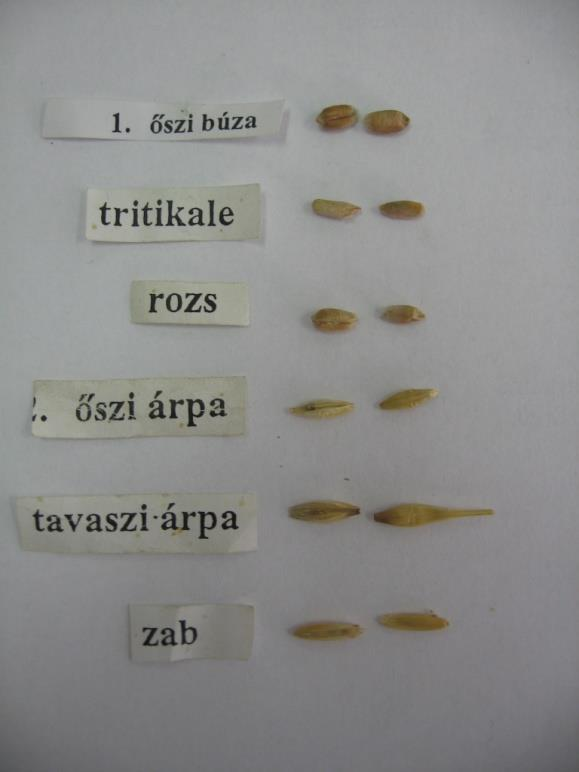 Rozs Secale cereale emt:30-34g füzéres füzér padkán kalászka