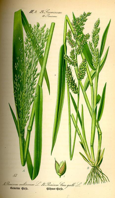 Poaceae (Gramineae) pázsitfűfélék bojtos gyökérzet Köles Panicum