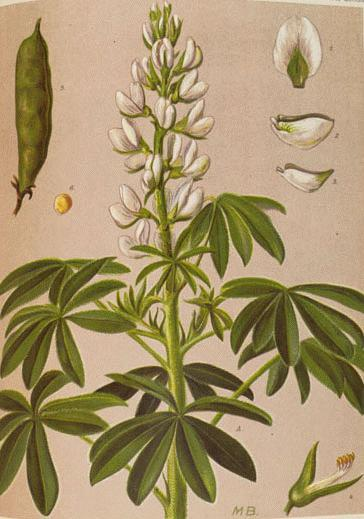Csillagfürt fehérvirágú Lupinus albus Fabaceae