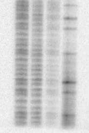 Top Bottom 1 2 3 C 1 2 3 C 27. ábra.: A. tumefaciens pemik operátor azonosítása hidroxil-gyök interferencia footprinttel. C: a specifikus nukleotid sorrend kontrollként használt citozin.