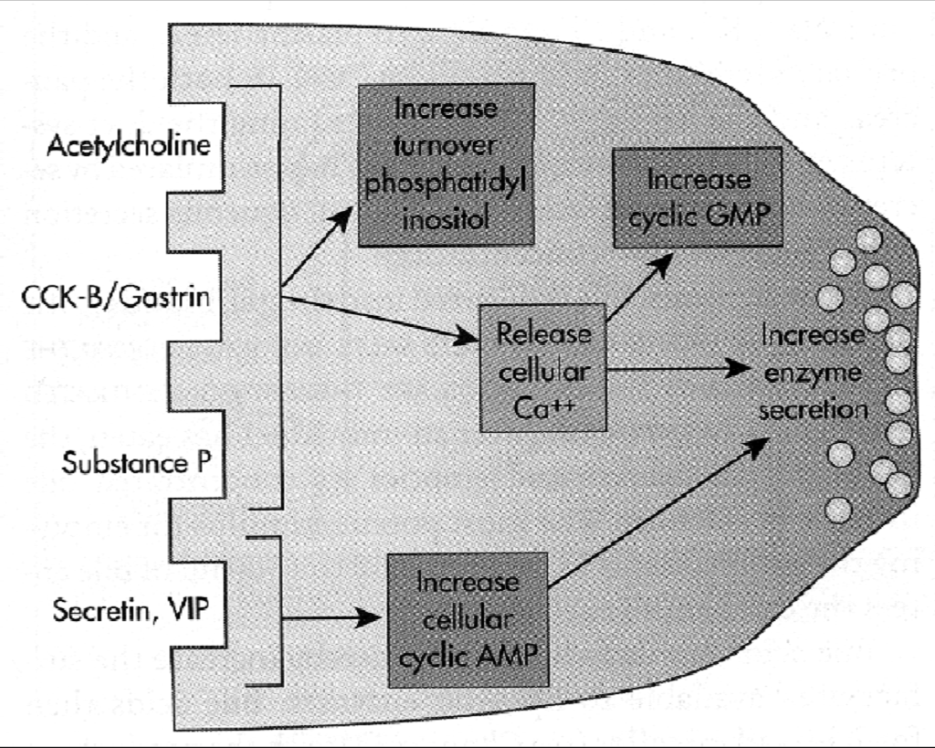 A pancreas szekréció fázisai Kefalikus Acetilkolin felszabadulás az idegvégződésekből (n.