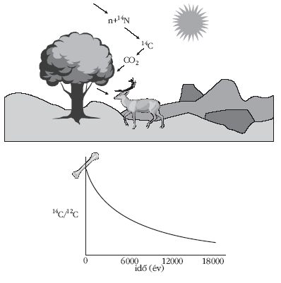 Miután egy élőlény meghal, az anyagcsere megszűnik, tehát a szervezetben lévő 14 C izotópok aránya csökkenni kezd.