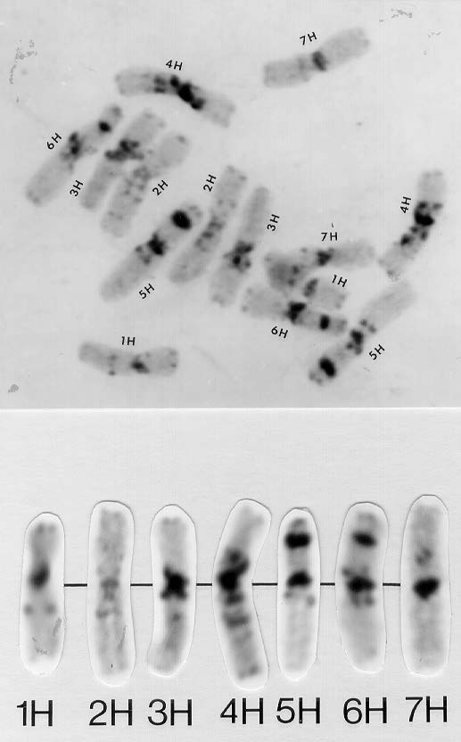 Árpa kromoszómák C-sávos