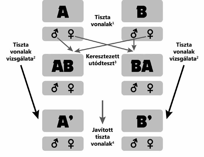30 Budai és mtsai: Kutatás-fejlesztés és innováció 1. ábra A Bábolna TETRA-SL nemesítésében használt reciprok rekurrens szelekció vázlatos ábrázolása (Forgács, 2016) Figure 1.