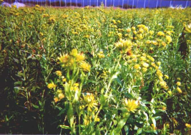 Nikkel hiperakkumulátor: Berkheya coddii (Dél-Afrika) Fitobányászott nikkel http://www.mumi.org/jardin/images/07/vignette/7b.jpg http://www.