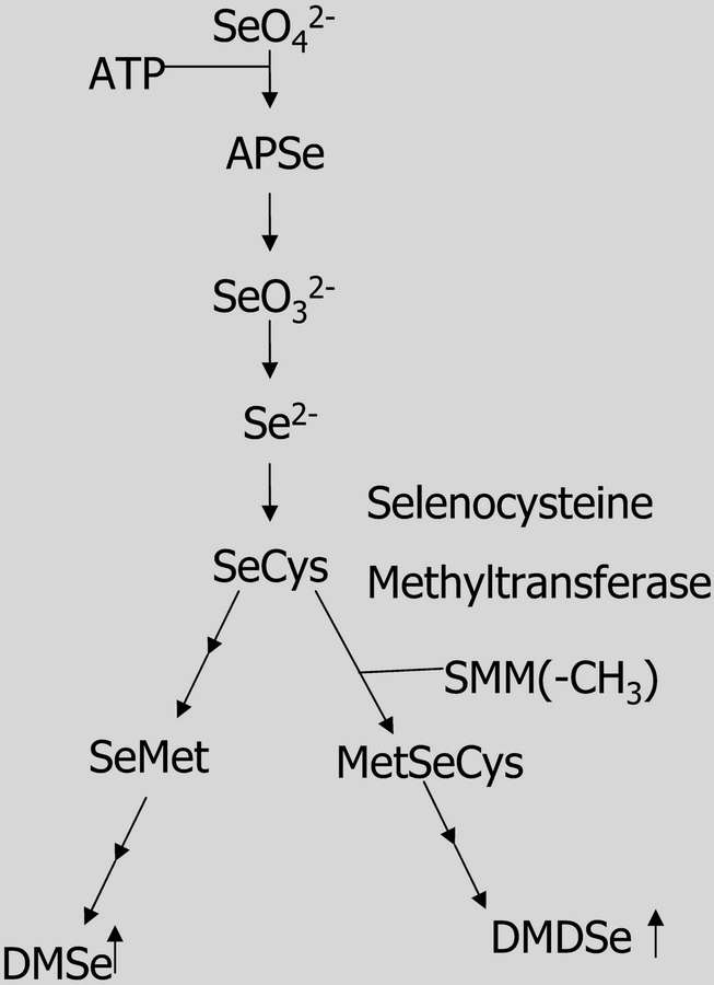 http://www.plantphysiol.