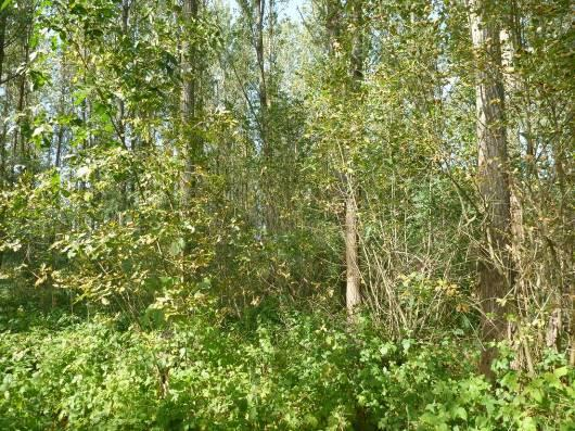 4. Fotódokumentáció 1) kép: Idős, holtfában gazdag fehér nyaras ligeterdő