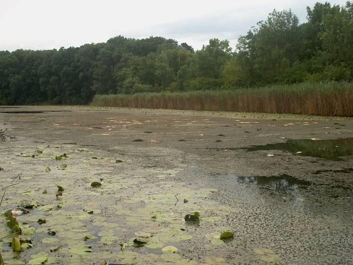 Használat, problémák Állóvíz jelleg lelassuló, megálló, nagy tápanyag tartalmú víz erőteljes növényesedése Sekély, vagy mély