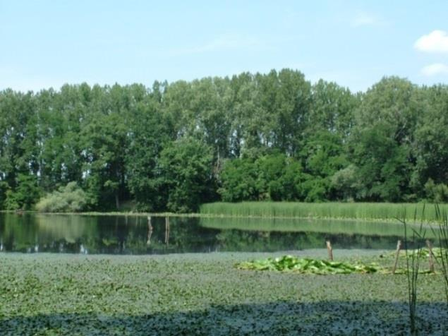 hínárállományokban, a kis mennyiségben megjelenő üveglevelű békaszőlő (Potamogeton lucens L.) és bodros békaszőlő (Potamogeton crispus L.) mellett, az érdes tócsagaz (Ceratophyllum demersum L.