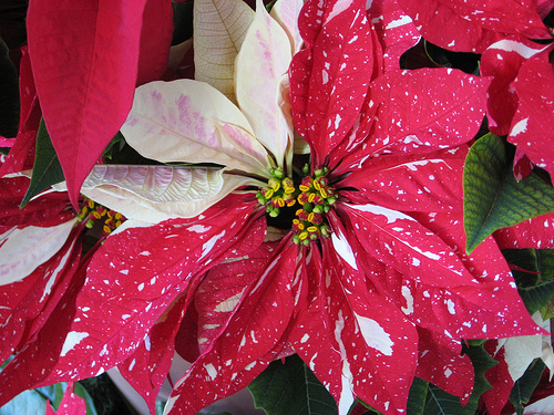 A kedvelt téli virágot Németországban és Svájcban karácsonyi csillagnak hívják.