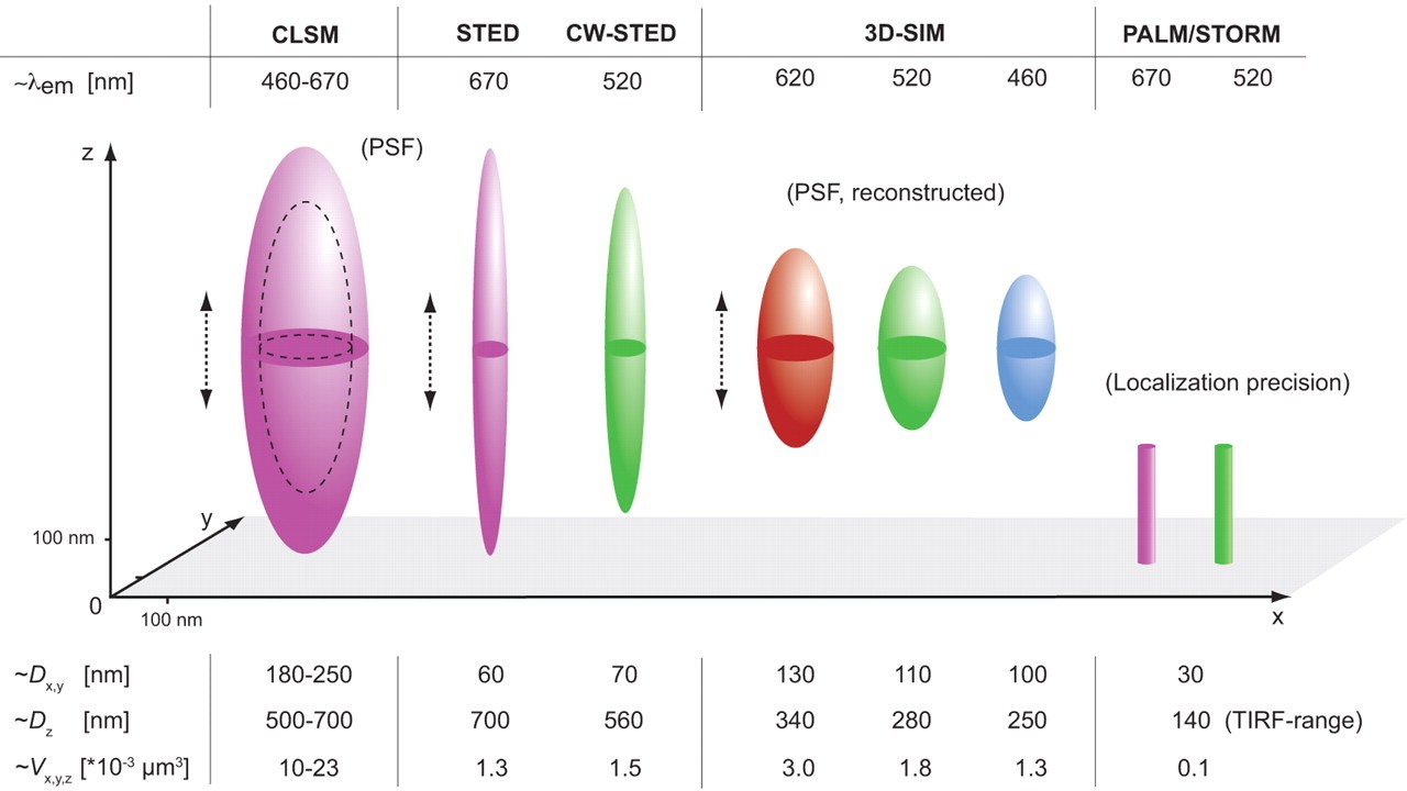 Interferometric Photo-Activated Localization Microscopy (ipalm) Interferometric Photo-Activated Localization Microscopy (ipalm) Mikrotubulus szerkezete