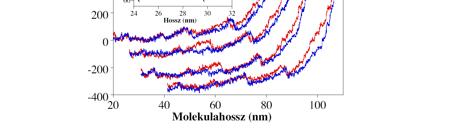 REVERZIBILIS JELENSÉGEK A FIBRILLUMOK BELSŐ DINAMIKÁJÁBAN Fontos megfigyelésünk, hogy a szétcipzározódás reverzibilis (5. ábra).