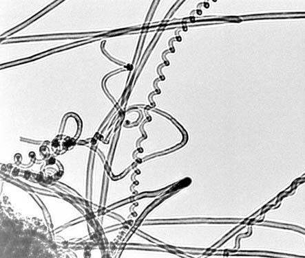 31. ábra. Propán bután keverék használata szénforrásként nanocső szintézisre 5.4.2.