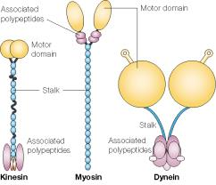 A biológiai mozgások Molekuláris mozgás A biológiai mozgás molekuláris mechanizmusai.