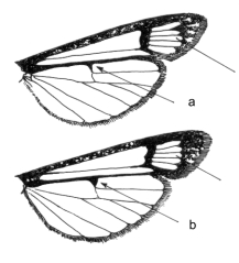358 5. ábra: A Synanthedon tipuliformis Clerk, 1759 (b) és S. spuleri Fuchs, 1908 (a) jobboldali elülsõ szárnyányak rajza. Fig. 5. Right forewings of Synanthedon tipuliformis Clerk, 1759 (b) and S.