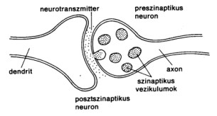 Agyhullám Típusok Frekvencia tartományok (Hz) Amplitúdó (µv) Jelentőség Delta 0,1 3,0 100 200 mély, álmatlan alvás eszméletlen állapot frontális lebenyhez köthető kognitív feladatok 1.