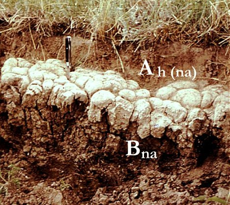 Réti szolonyec A talajtípus egyik legjellegzetesebb szerkezeti ismérve a B szint oszlopos,