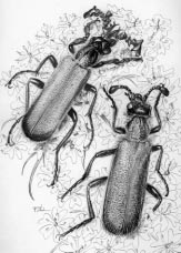 SZALÓKI D.:ELATEROIDEA, LYMEXYLOIDEA, CLEROIDEA, TENEBRIONOIDEA 181 1.