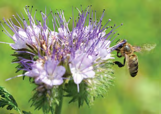 7 A Nufarm-fenoxiherbicidek és kombinációik hatékonysága a legfontosabb szántóföldi gyomnövények ellen Gyomnövény latin neve Anthemis spp. Atriplex spp.