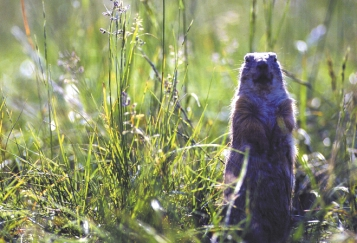 282 NATURA SOMOGYIENSIS 2. ábra: A közönséges erdeiegér (Apodemus sylvaticus) gyakori rágcsálója a fás területeknek 3.