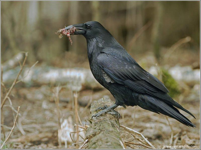 Család: Corvidae Varjúfélék Corvus corax - holló A legnagyobb termetű énekesmadár, tollazata fekete, fémesen csillogó.