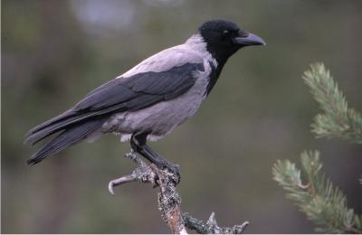 Corvus cornix - dolmányos varjú Háta és hasa szürke, feje, szárnya és farka fekete.