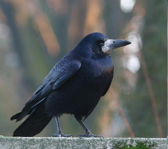 Corvus frugilegus - vetési varjú Tollazata fémfényű, fekete, a kifejlett madarak csőrtöve és torka csupasz Telepesen költ. Fészkét magas fákra építi.