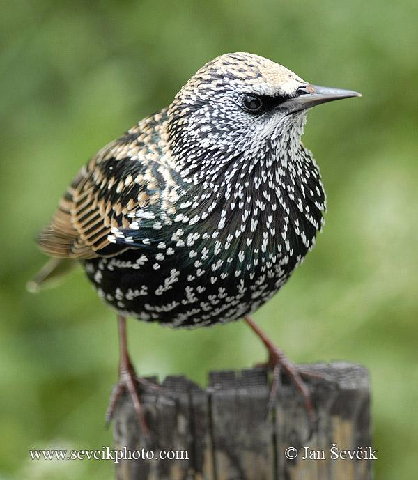 Család: Sturnidae Seregélyfélék tavasszal Sturnus vulgaris - seregély Főleg erdőkben, városi parkokban és kertekben költ.