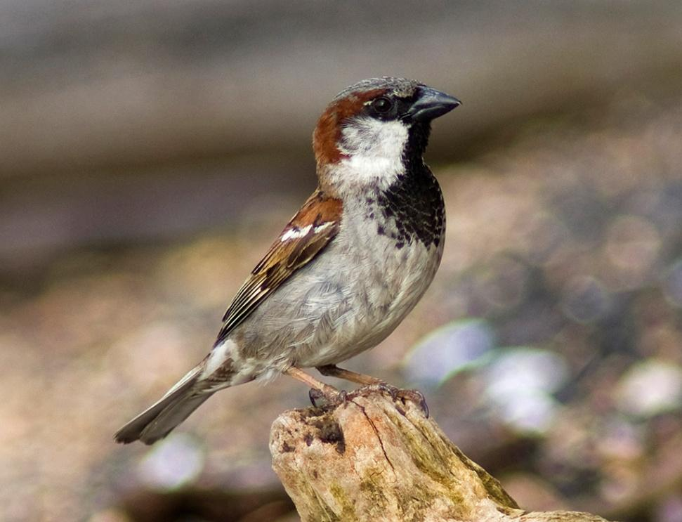 Család: Passeridae Verébfélék Passer domesticus - házi veréb hím Hím és tojó különböző. Mindig az ember építette környezethez kötődik.