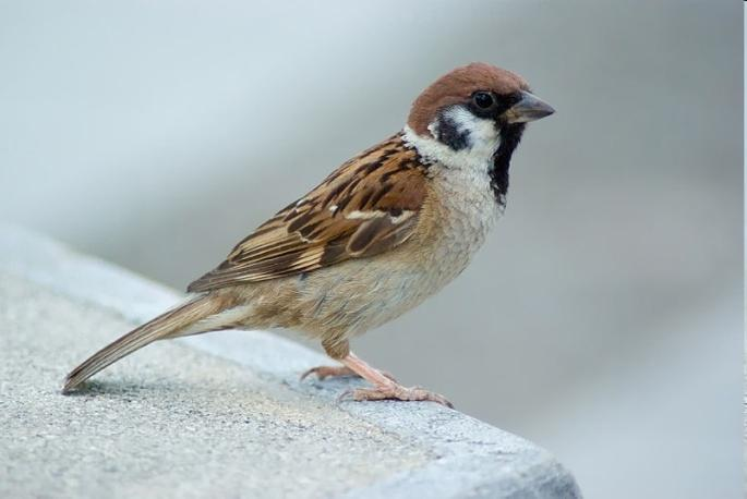 Passer montanus - mezei veréb A házi verébnél kisebb, barnább, csengőbb hangú madár.