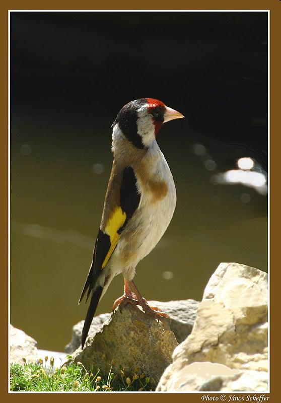 Carduelis carduelis - tengelic A legtarkább pintyféle.