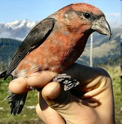 Loxia curvirostra - keresztcsőrű Összefüggő fenyvesek tipikus madara. Fő tápláléka a különböző fenyőfélék, elsősorban a lucfenyő magja.