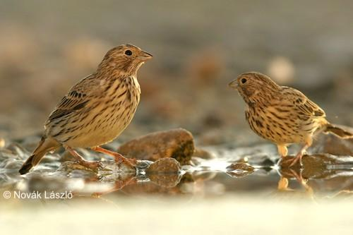 Emberiza calandra - sordély Zömök test, barna, sötéten sávozott toll, sárgás csőr és lábak.