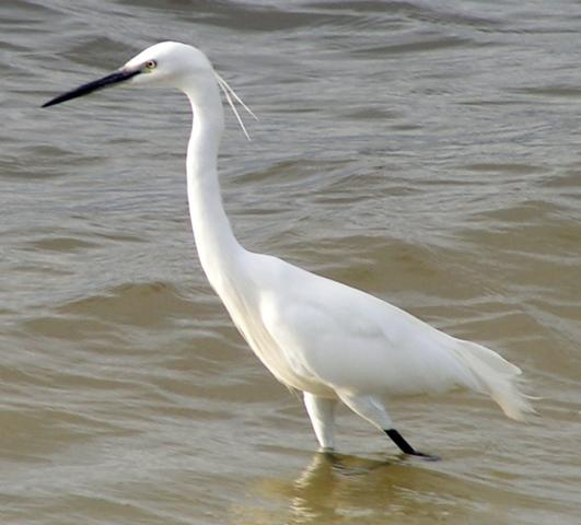 Egretta garzetta - kis kócsag Tolla hófehér, csőre és lába fekete, lábfeje sárga.