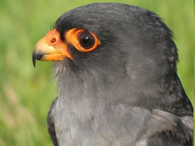 Falco vespertinus - kék vércse A hím tollazata palakék, a tojó hasa rozsdássárga.