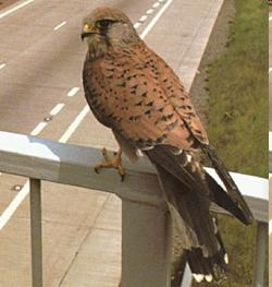 Falco tinnunculus - vörös vércse Leggyakoribb ragadozómadarunk Gyakran szitálva