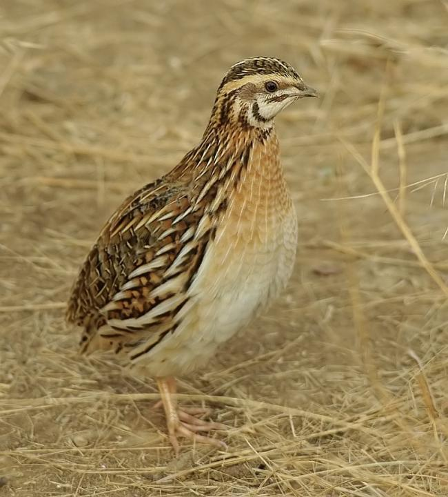 Coturnix coturnix - fürj A legkisebb hazai fácánféle. Poligám.