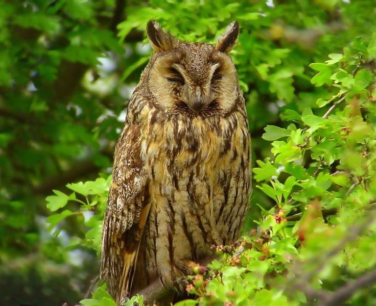 Család: Strigidae Bagolyfélék Éjszaka aktív ragadozó madarak. Többségük állandó. Asio otus - erdei fülesbagoly Tollfülei fejlettek, szeme narancssárga.